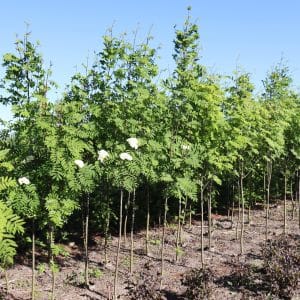 Røn (Sorbus aucuparia)
