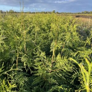 Thuja (Thuja occidentalis)