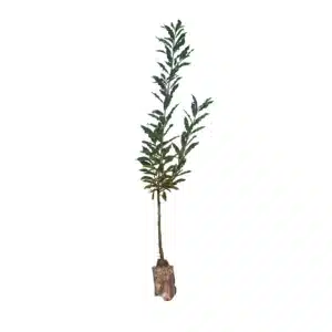 Ægte kastanje (Castanea stavia)