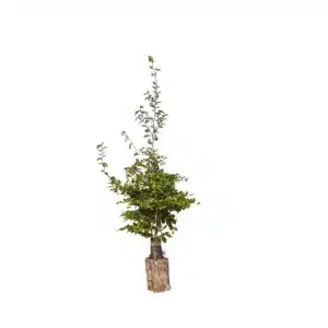 Bøg (Fagus sylvatika)