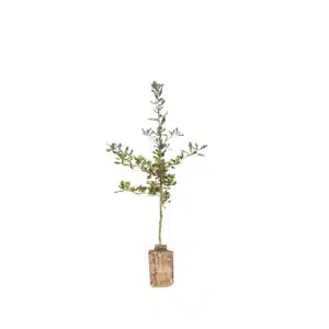 Stilkeg (Quercus rober)