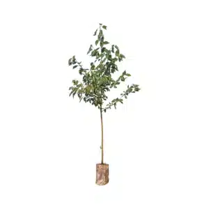 Fuglekirsebær (Prunus avium)