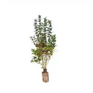 Kvalkved (Viburnum opulus)