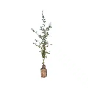 Navr (Acer campestra)