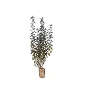 Rød blærespirea (Physocarpus Opulifolius Diabolo)