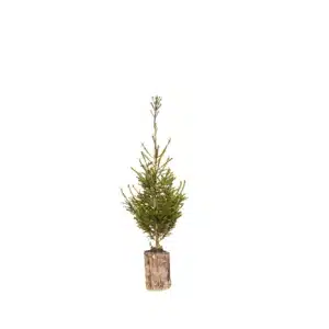 Rødgran (Picea abies)