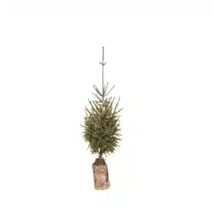 Sitka (Picea sitchensis)