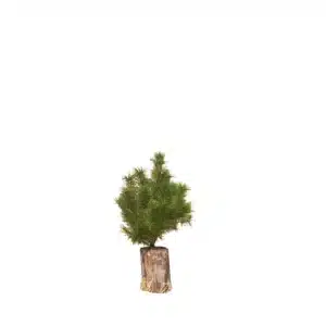 Skovfyr (Pinus sylvestris)