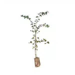 Småbladet lind (Tilia cordata)