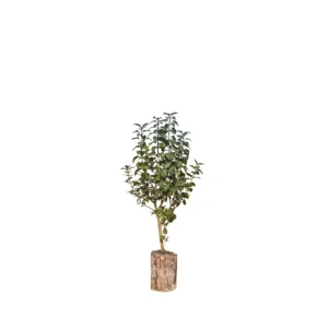Syren (Syringa vulgaris)