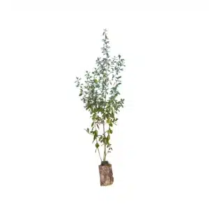 Tørst (Rhamnus frangula)